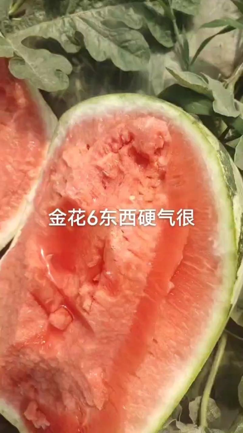 金花西瓜金城