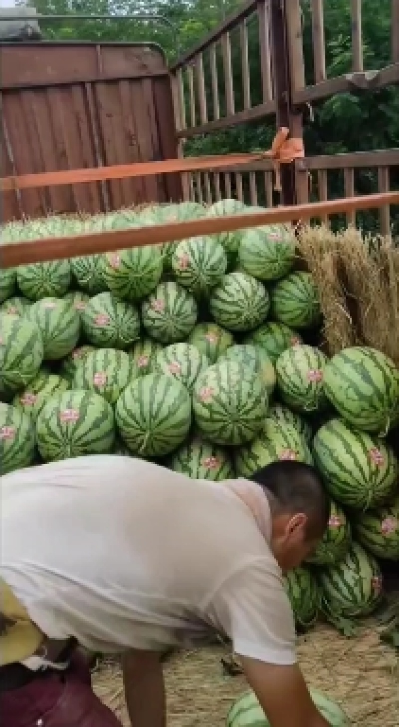 金花西瓜金城