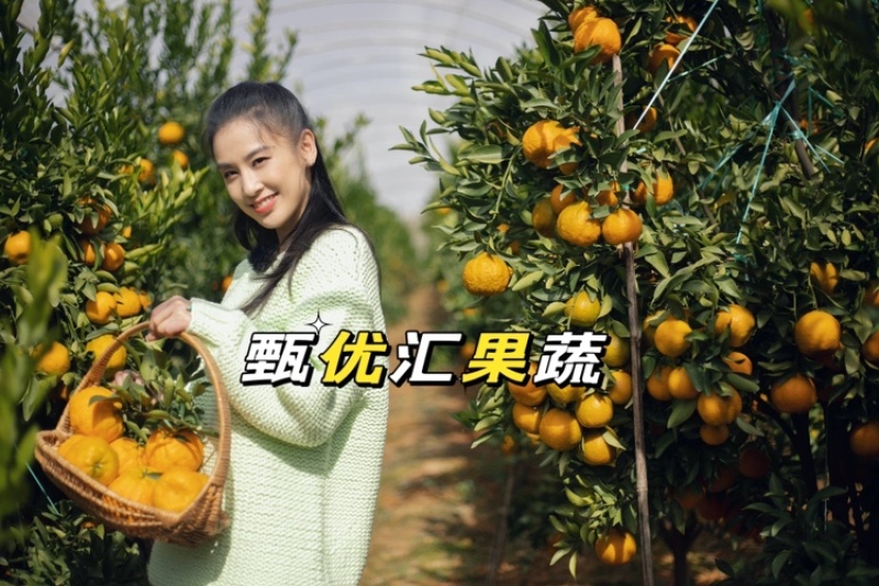 特早蜜橘电商团购工厂罐头10年收货打包出货一件代发