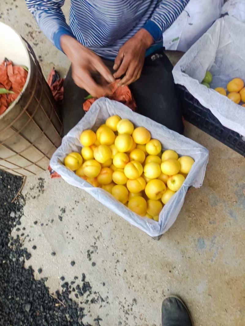 抚宁区油蟠桃