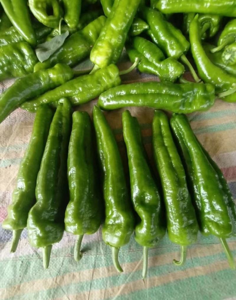 河南夏邑精品301泡椒芜湖椒线椒产地直发对接电商超市