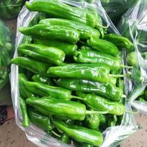 泡椒.青椒-颜色青绿-货源充足-个头均匀-欢迎订购