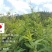 木豆叶大基地云南红河县道地自然晾晒纯叶批零统货月供50吨