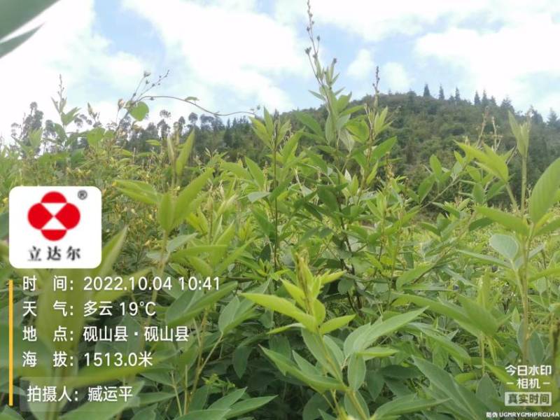 木豆叶大基地云南红河县道地自然晾晒纯叶批零统货月供50吨
