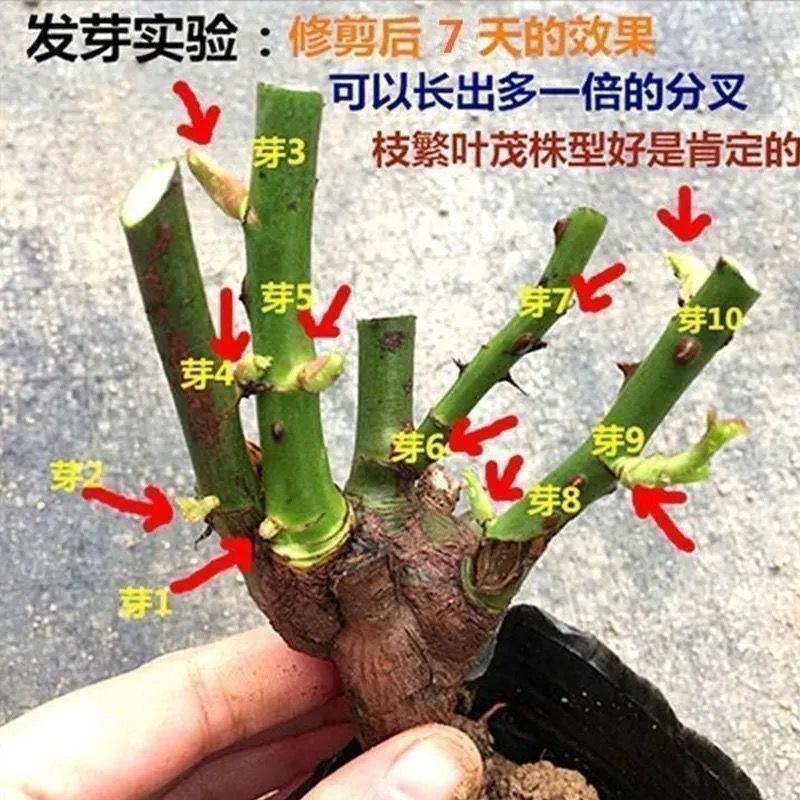 玫瑰花苗四季开花易活好养大花月季室内外绿植物盆栽花卉阳台