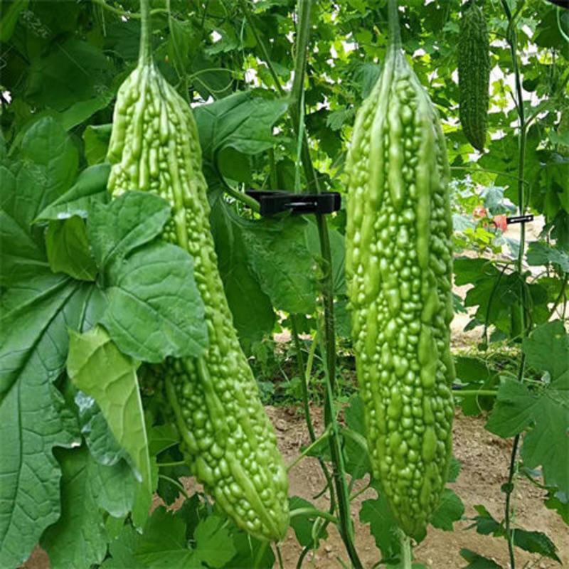高产苦瓜种子疙瘩绿苦瓜早熟，春秋可用产量抗病强。