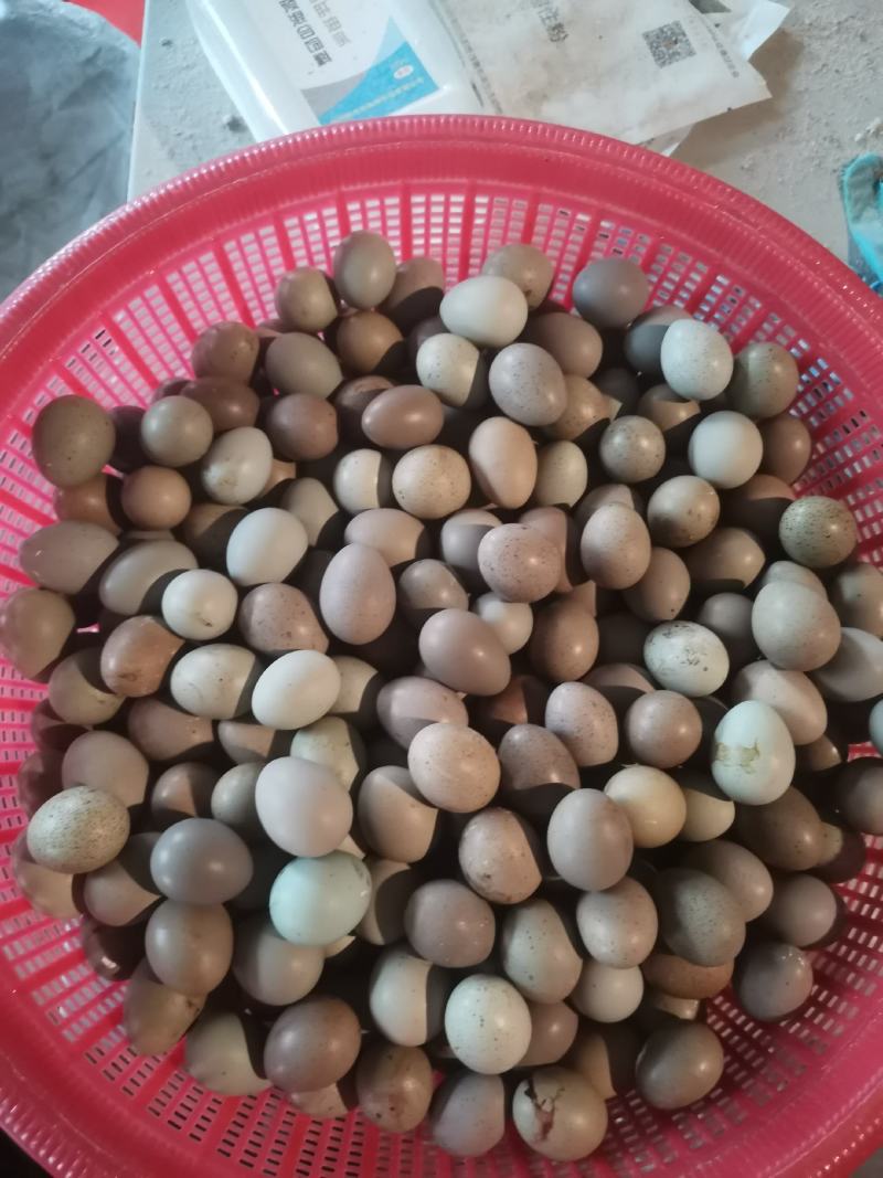 精品芦丁鸡蛋