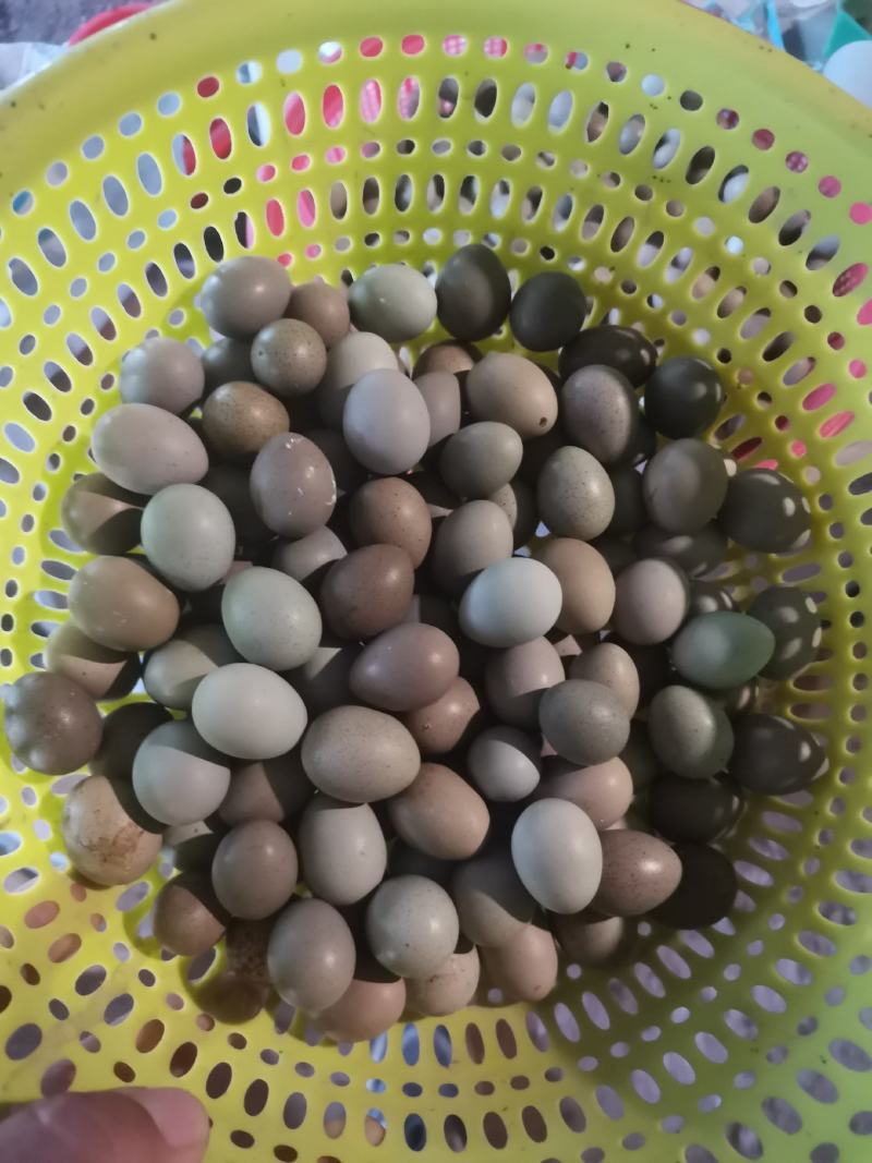 精品芦丁鸡蛋
