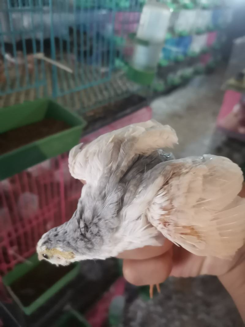 精品芦丁鸡蛋