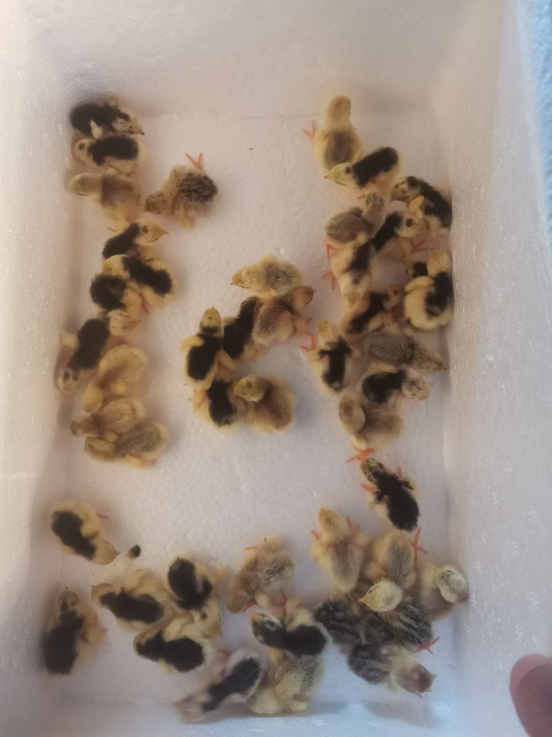 精品芦丁鸡蛋
