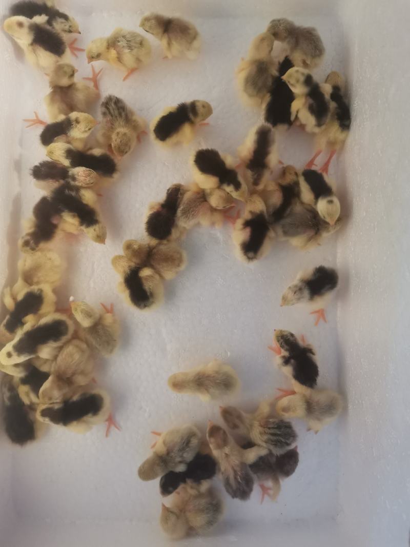精品芦丁鸡蛋