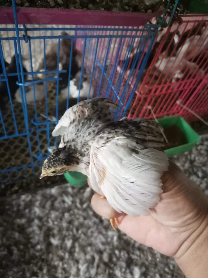 精品芦丁鸡蛋