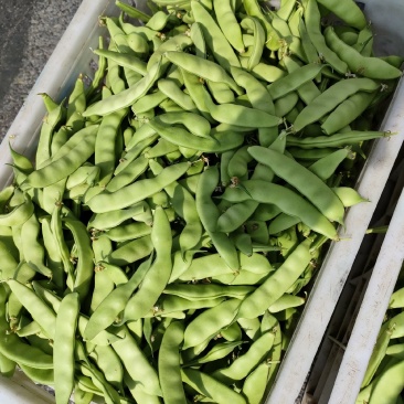 东北陆地大油豆角，九月青，可以炒吃，可以炖，大量有货