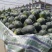 （实力商家推荐）精品黑美人西瓜🍉品质保证产地直发！
