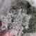 原产地直销莓茶大量批发