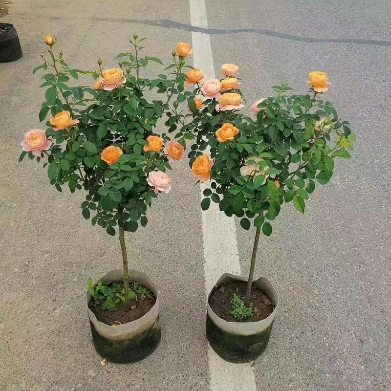 树桩月季高杆月季浓香型特大花四季开花棒棒糖月季