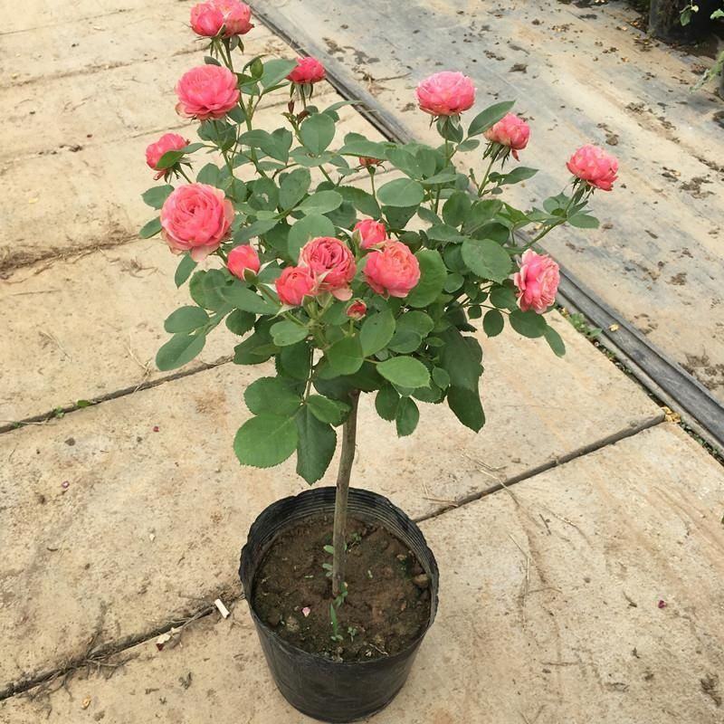 树桩月季高杆月季嫁接月季耐寒常年开花芳香大花易活