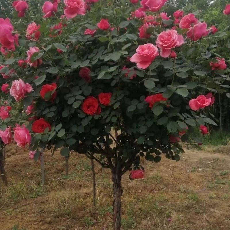 树桩月季高杆月季嫁接月季耐寒常年开花芳香大花易活