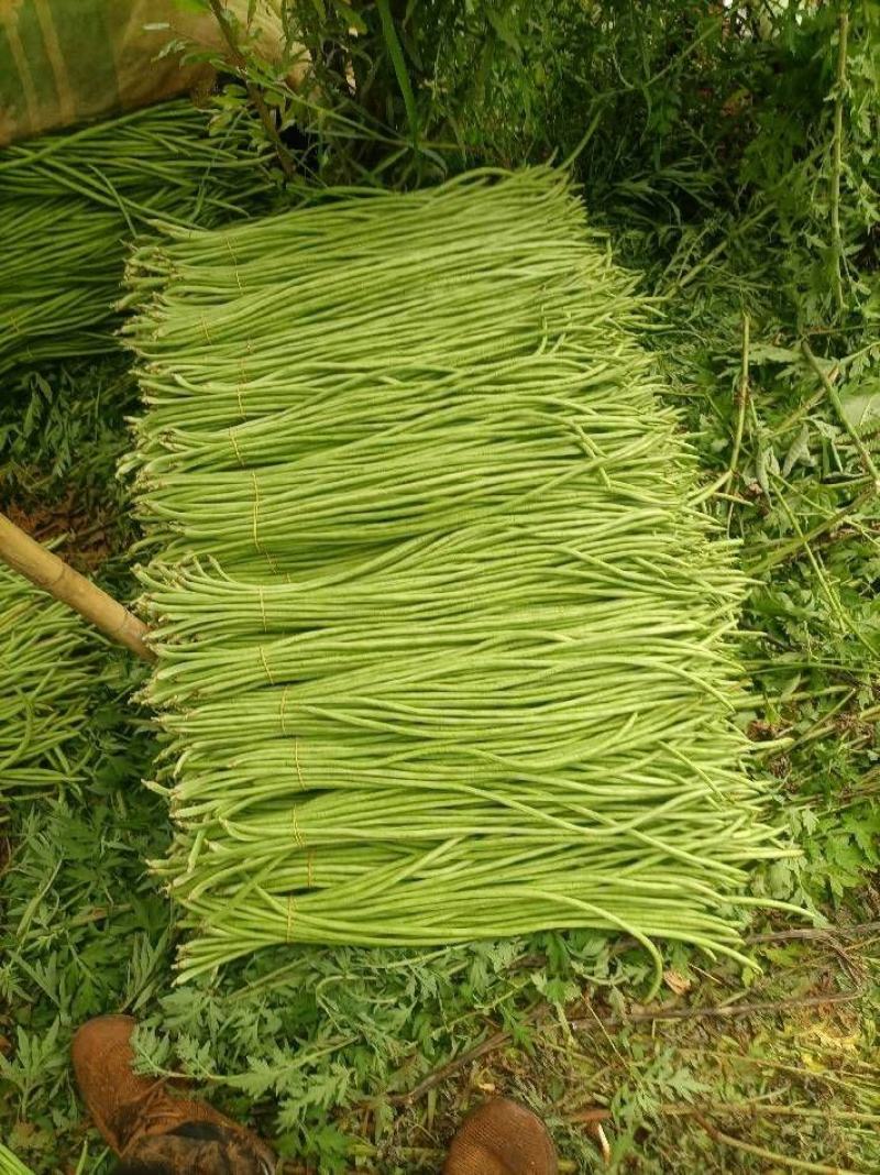 精品长豆角产地直发货源充足可视频看货品质保障