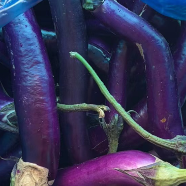 线茄