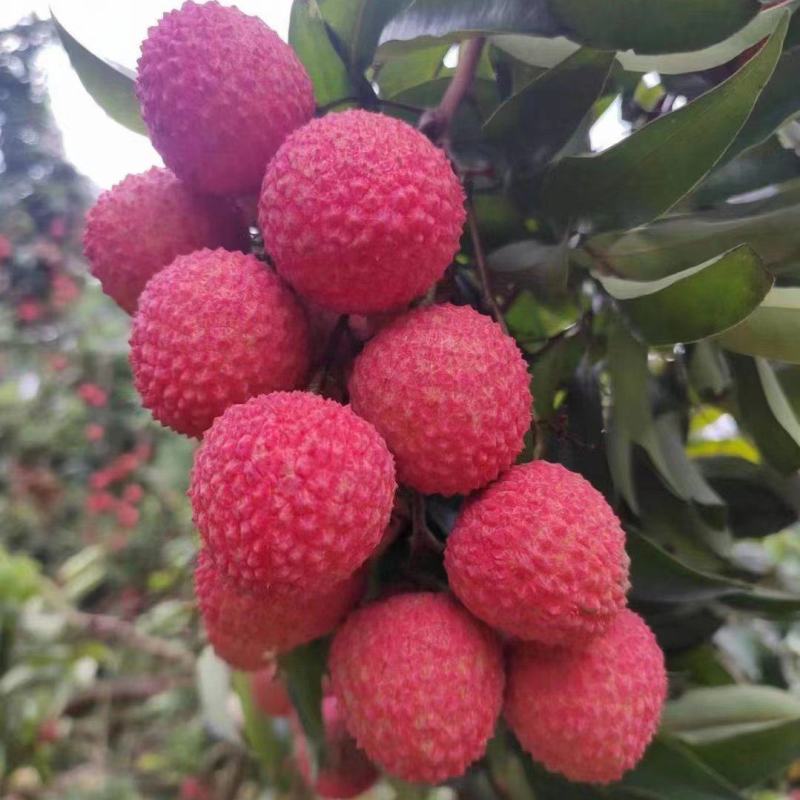 桂味，禾荔，白糖荔枝大量供应，社区团购，商超