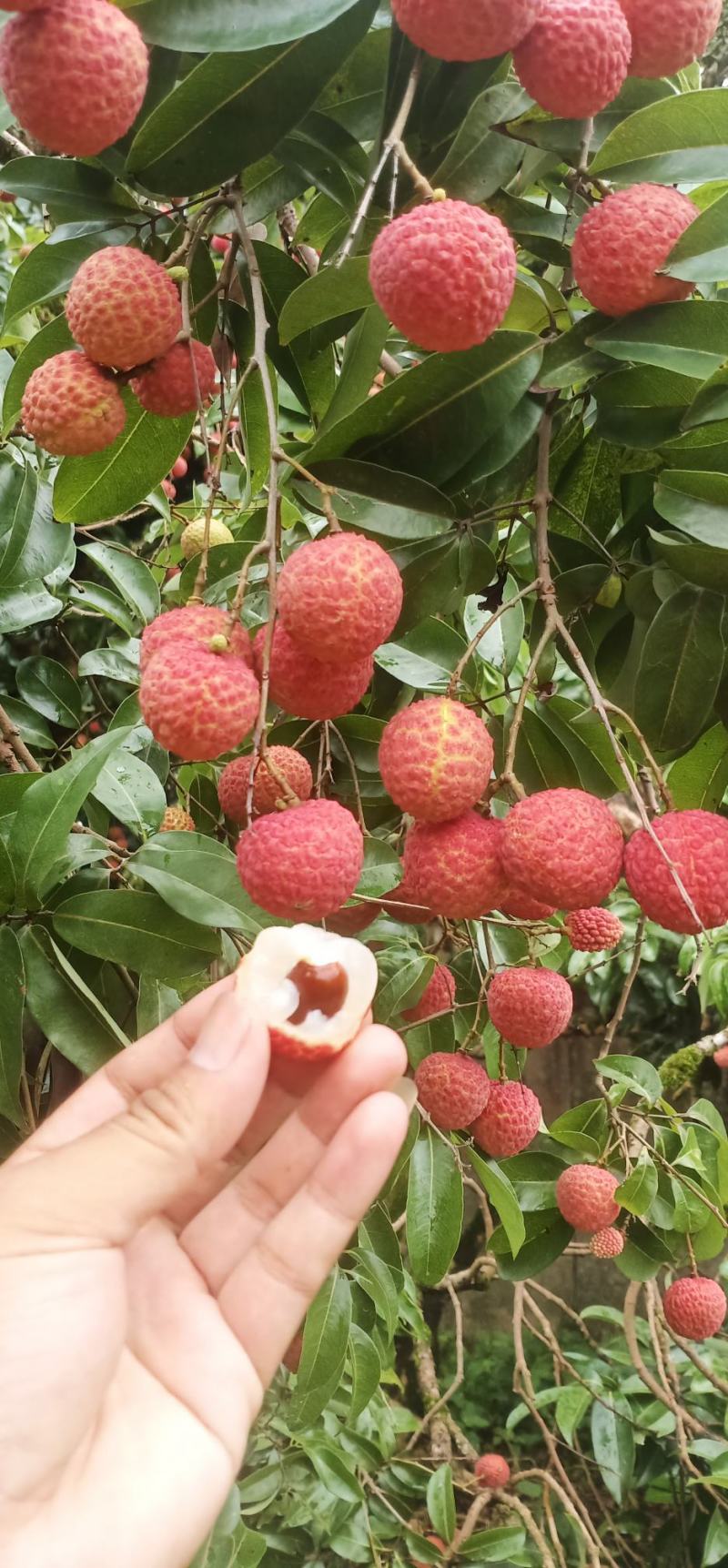 桂味，禾荔，白糖荔枝大量供应，社区团购，商超