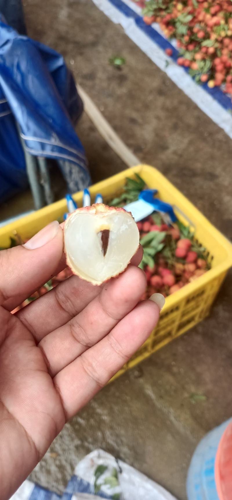 荔枝：桂味，白糖，禾荔，情人荔，大量上市，鲜甜多汁。