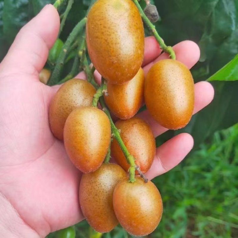 黄皮：鸡心黄皮，桂妃黄皮，無核黄皮，准备大量上市