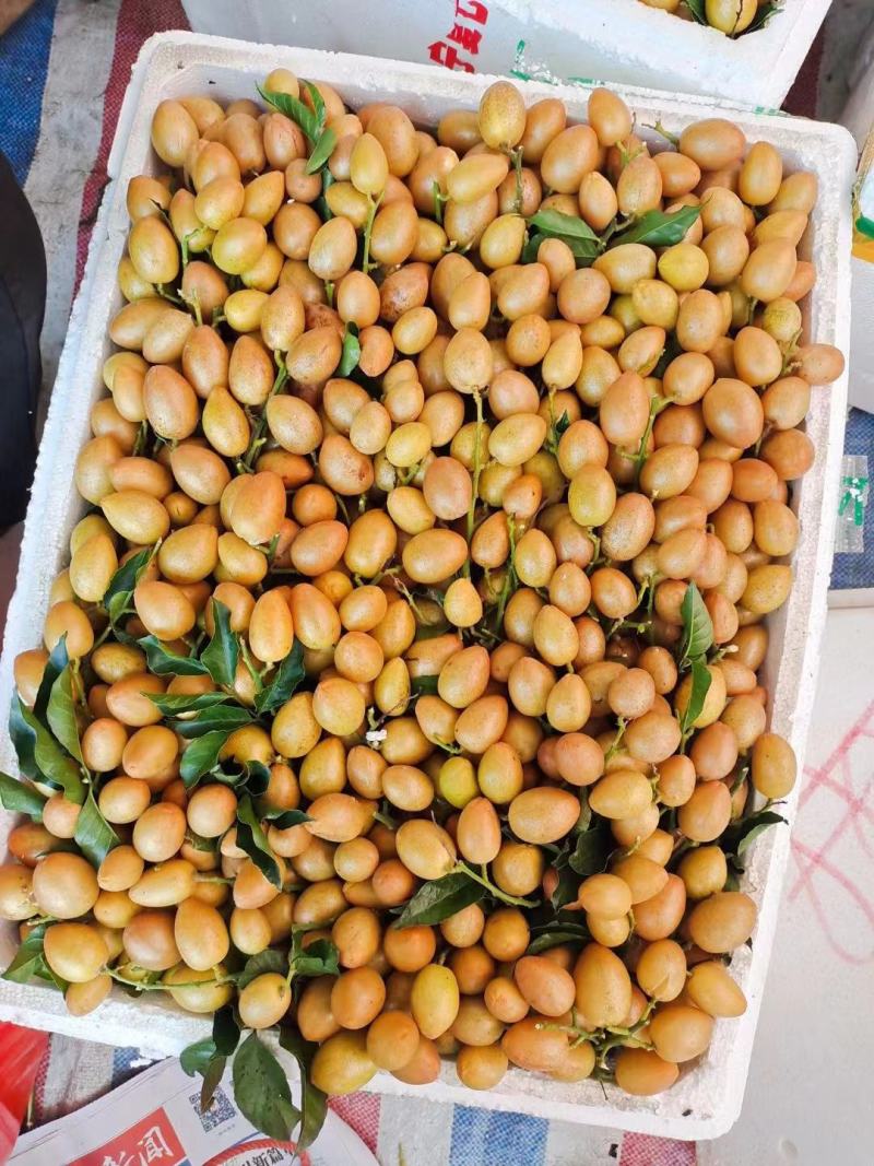 黄皮：鸡心黄皮，桂妃黄皮，無核黄皮，准备大量上市