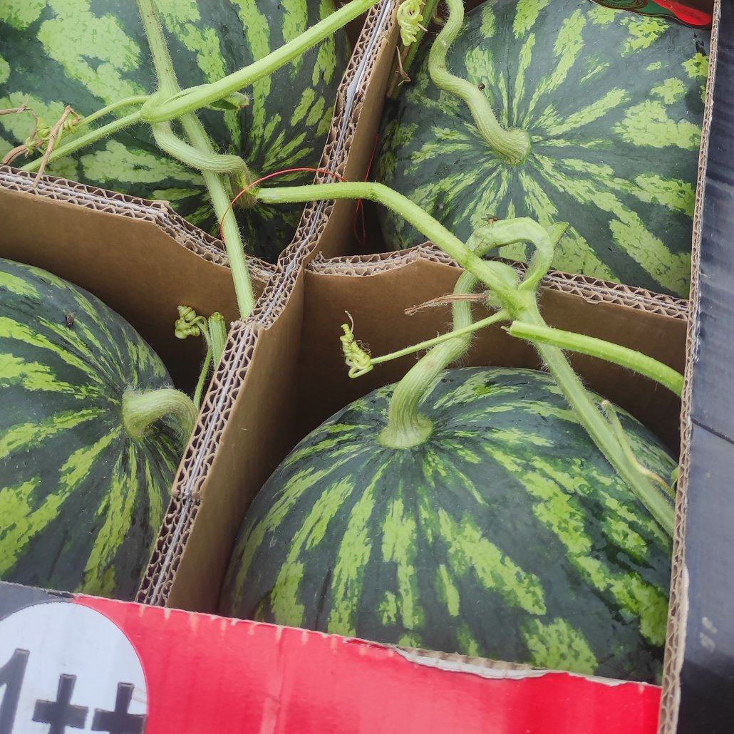 [美都西瓜批发]陕西渭南大荔县西瓜 0.25元/斤精品无籽美都麒 _ 一亩田