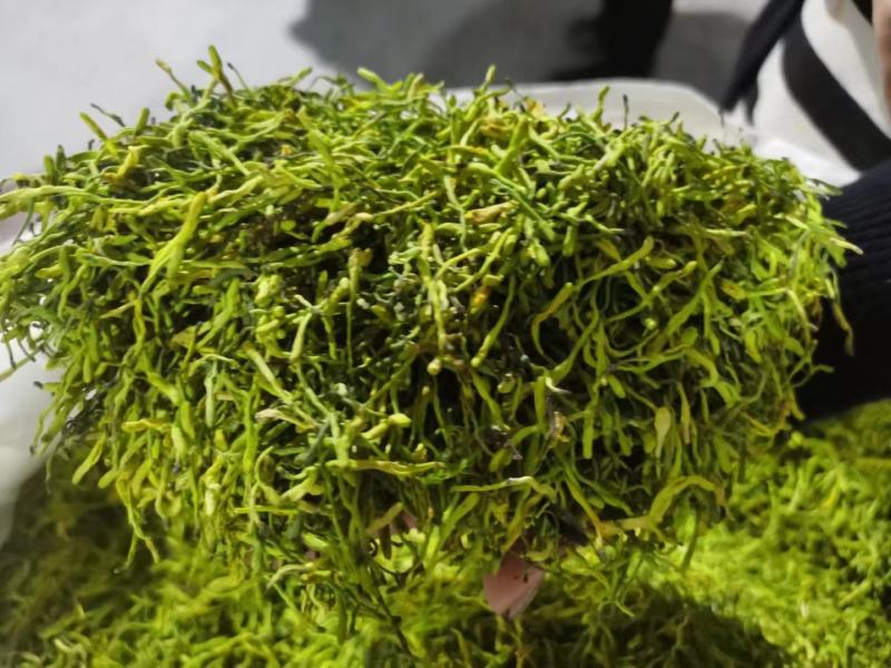 金银花/山银花