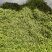 金银花/山银花