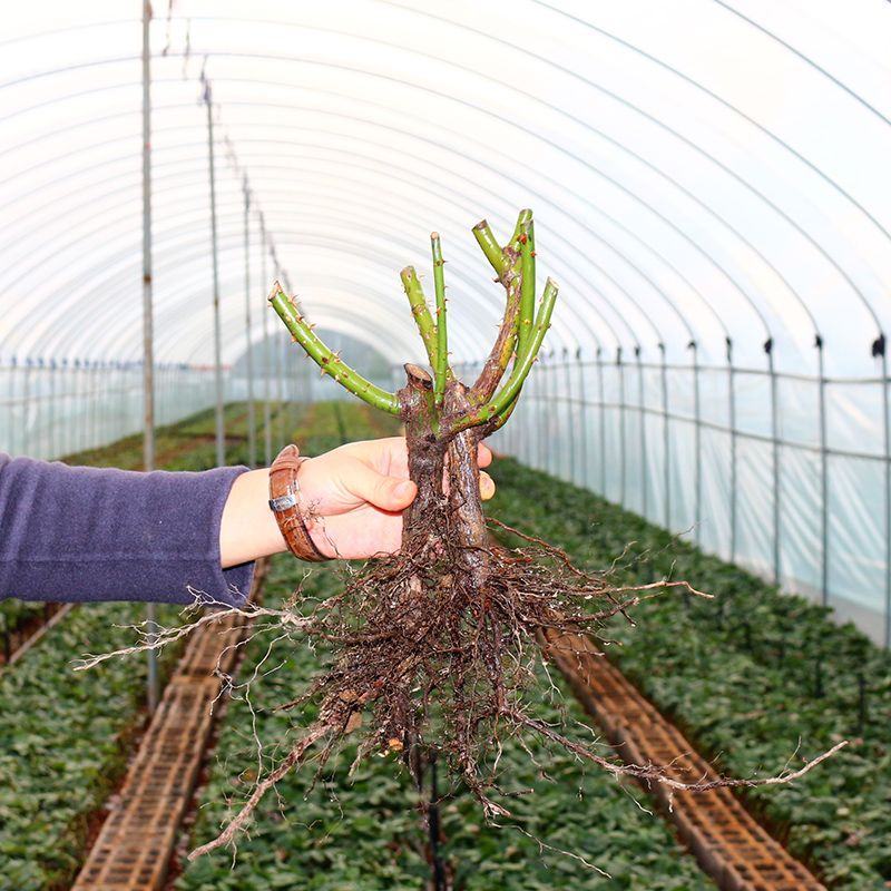 玫瑰花苗四季开花易活好养大花月季室内外绿植物盆栽花卉阳台