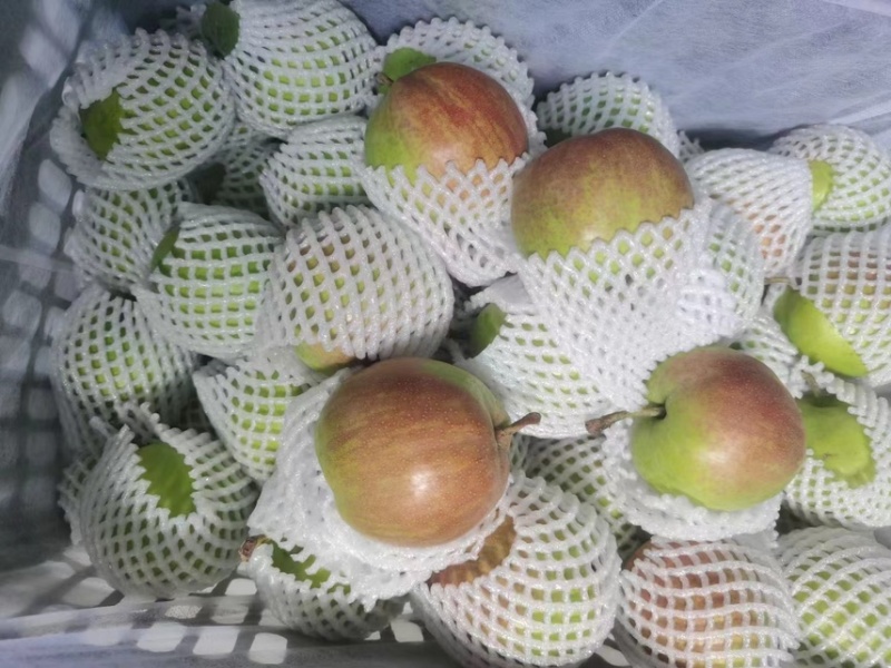 新梨七号和早酥梨产地直发品质好需要老板联系