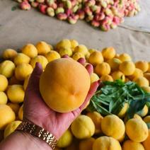 河北省保定市满城区黄桃，黄桃，口感好，颜色正，欢迎来电。
