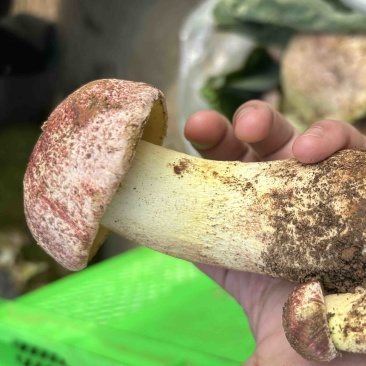 见手青牛肝菌红葱菌
