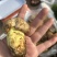 见手青牛肝菌红葱菌