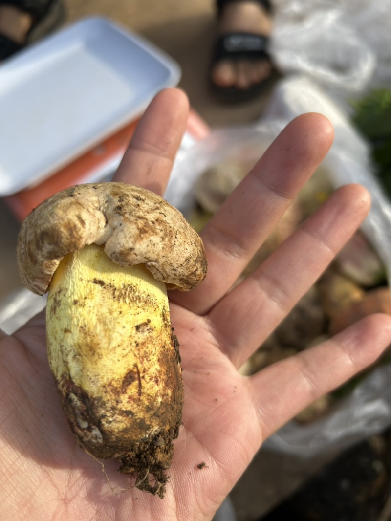 见手青牛肝菌红葱菌