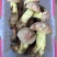 见手青牛肝菌红葱菌