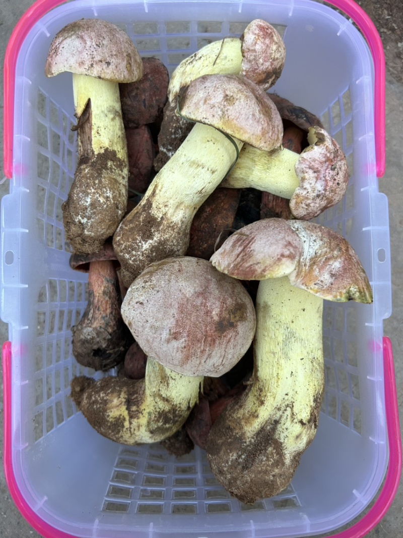 见手青牛肝菌红葱菌