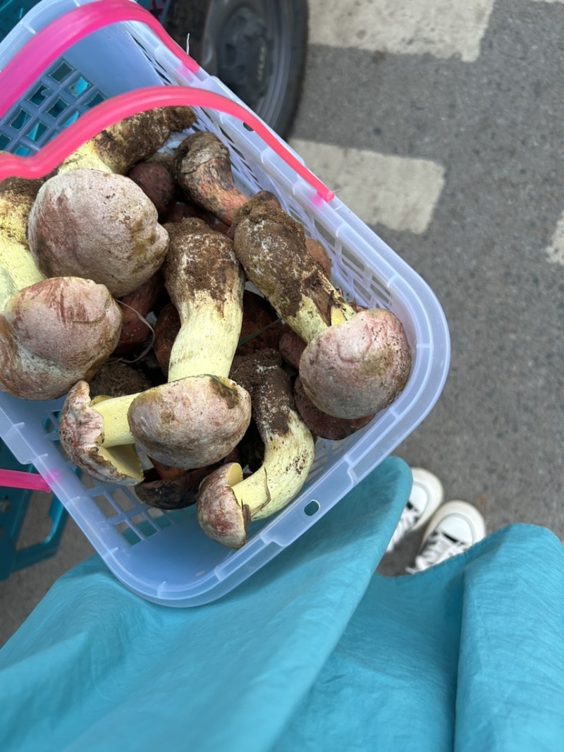见手青牛肝菌红葱菌