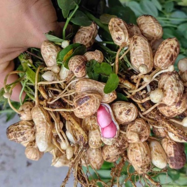 花生大量供应基地直供质量保证诚信经营价格便宜欢迎来电选购