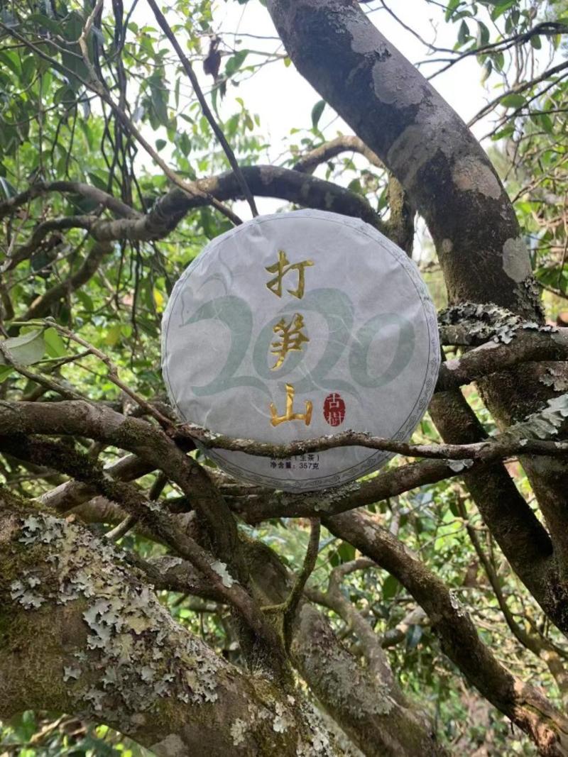 云南镇沅打笋山古树茶口感甘甜品质保证诚信经营自家古树