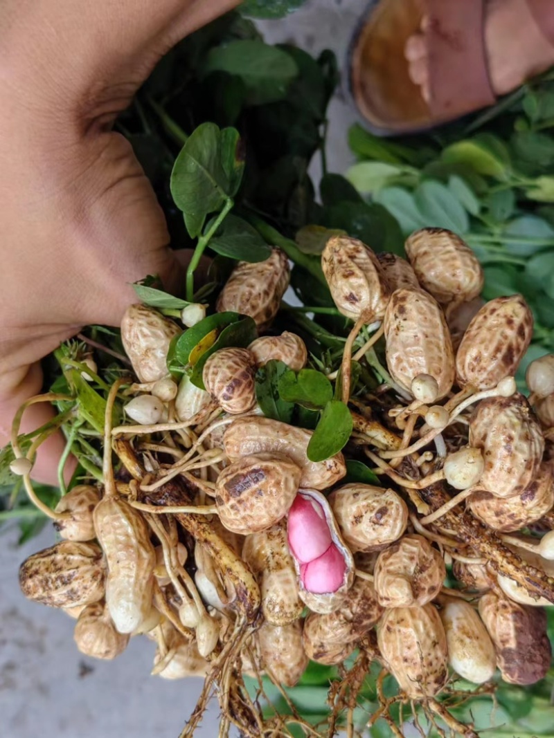 花生大量供应基地直供质量保证诚信经营价格便宜欢迎来电选购
