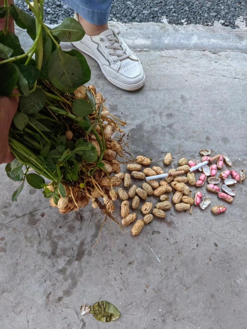 花生大量供应基地直供质量保证诚信经营价格便宜欢迎来电选购