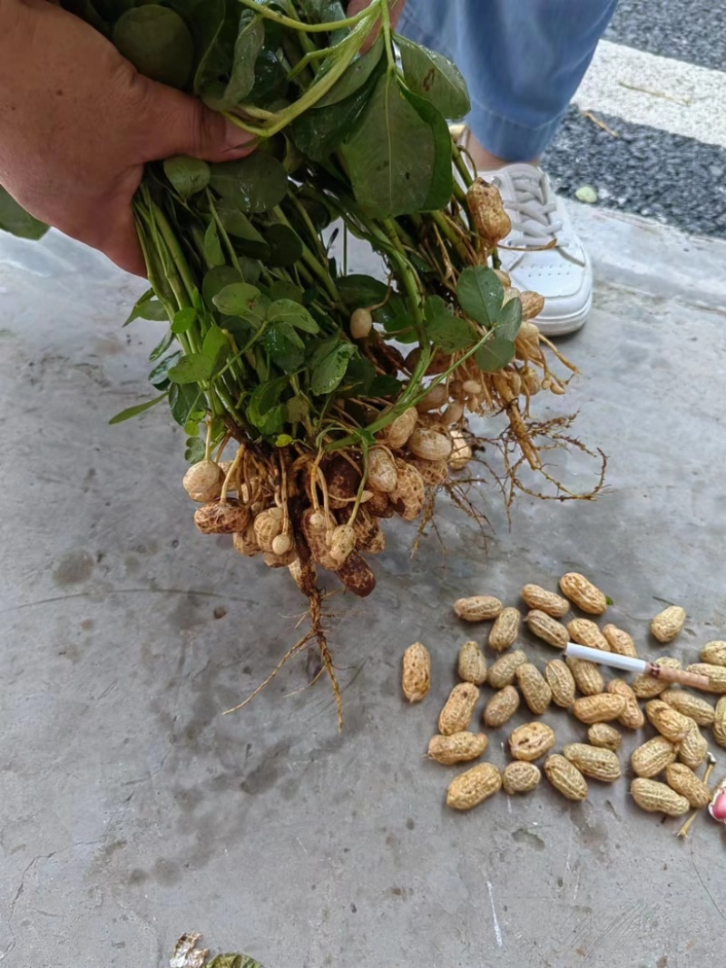 花生大量供应基地直供质量保证诚信经营价格便宜欢迎来电选购