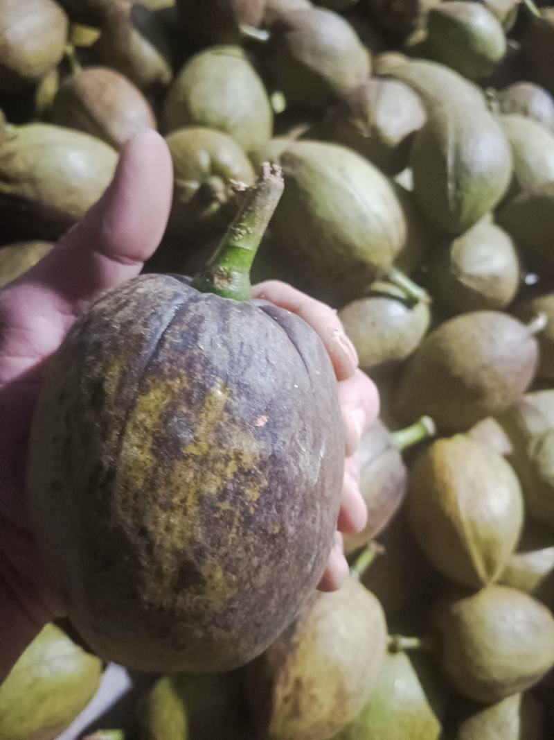 发财树果实