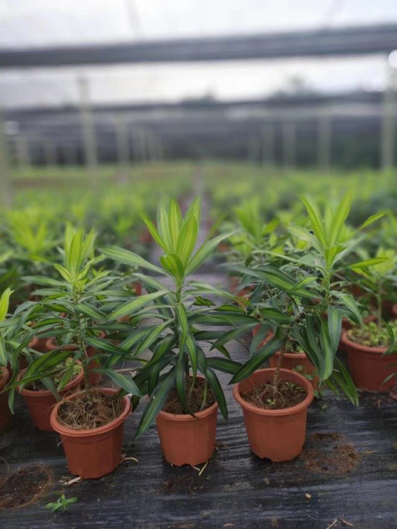 海南网红金心百合竹，室内观赏植物，自有种植。