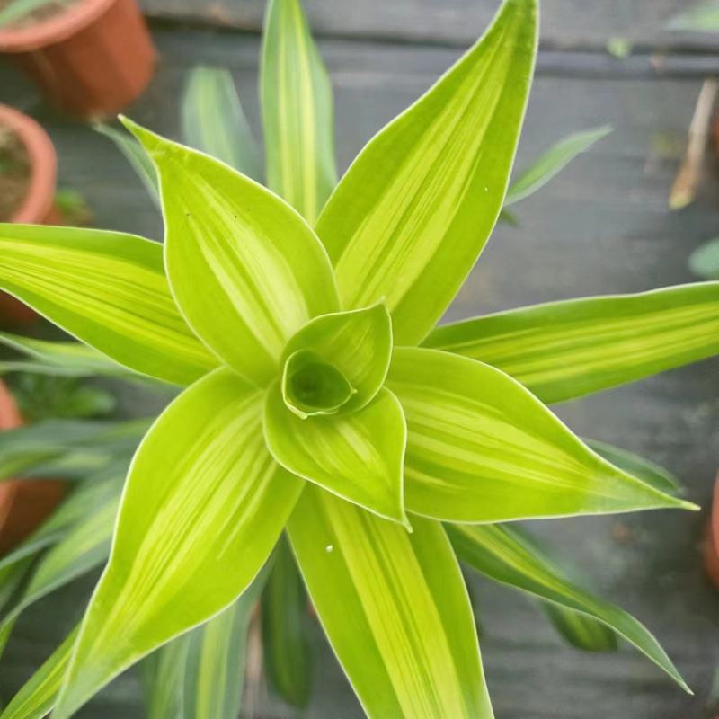 海南网红金心百合竹，室内观赏植物，自有种植。