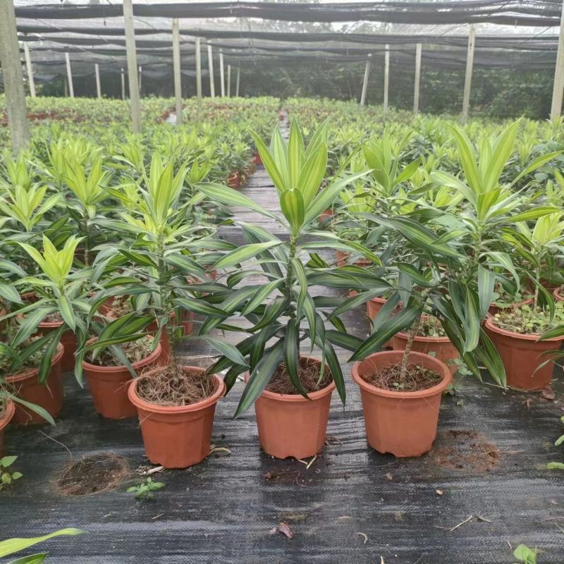 海南网红金心百合竹，室内观赏植物，自有种植。